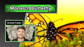 A mind-blowing migration! | 10 COOL MONARCH BUTTERFLY FACTS #monarch #butterfly #migration gameplay video by alucas, 12:58 duration