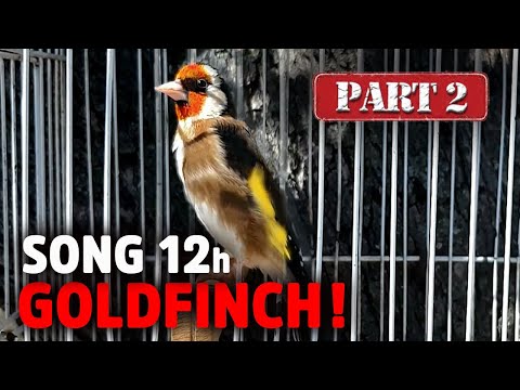 GOLDFINCH 12h Training Song - Amazing Bird (Part 2) - goldfinch singing training