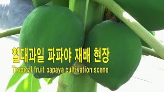 열대과일 파파야 재배현장