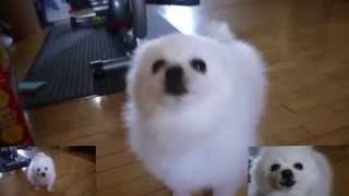 Cover art for Battle Against A True Gabe