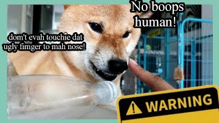 Booped The Snoot Too Many Times  || Hero the Shiba inu
