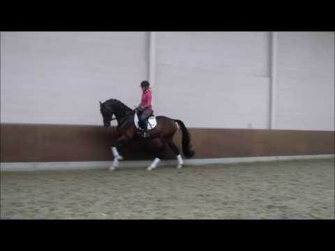 Amazing Star x San Remo