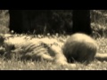 Navicon Torture Technologies - Pariah 