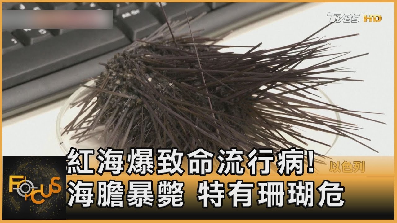 紅海爆致命流行病!海膽大量暴斃 特有現珊瑚危機