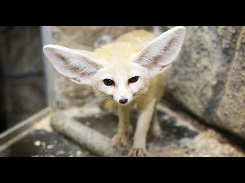 Милейший хищник дикой природы - Лисичка Фенек и улитка! The cutest wildlife predator - Fennec Fox!