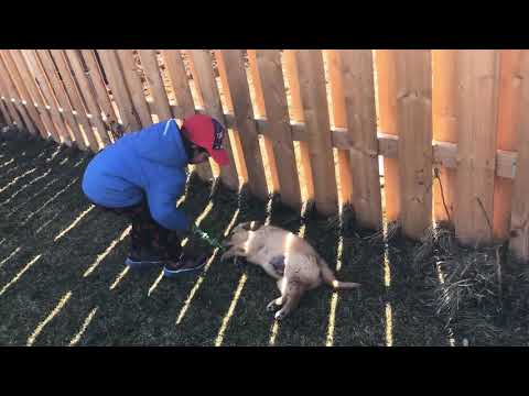 Max playing with Navjot