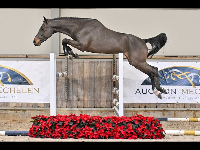 Thibajo vh Beeckhof Z