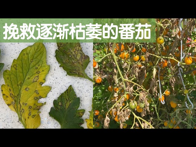 Video Uitspraak van 疫病 in Chinees