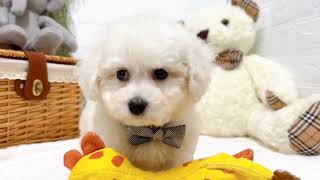 ビションフリーゼの動画02