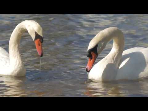 An Ode to Earth - Earth Song by Orna Ralston