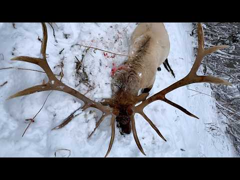 MASSIVE BACKCOUNTRY BULL ELK | Idaho Elk Hunting