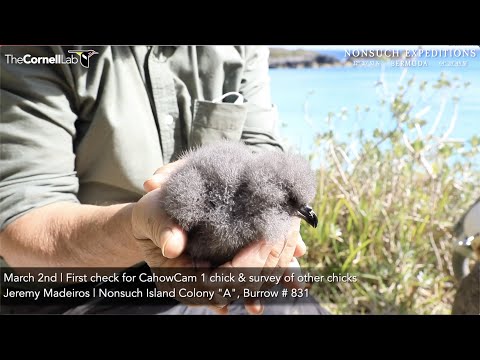 4 day old CahowCam 1 chick Health Check & visit with other chicks in Colony A