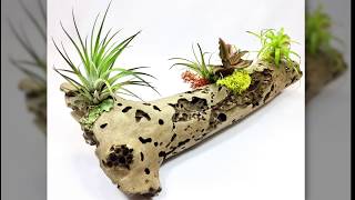 How to Mount/ Attach/ Stick Air Plants/ Tillandsia, and Moss to Driftwood using our Adhesive/ Glue