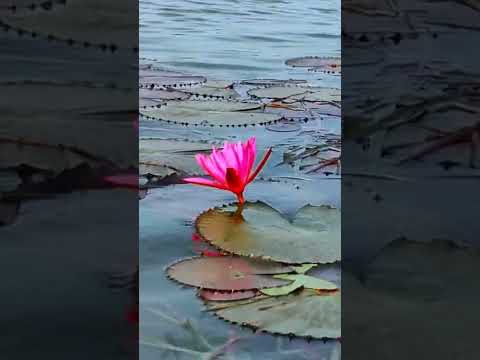 gaw ka talab me kamal phool || Lotus #shorts #short  #nature #trending #tiktok