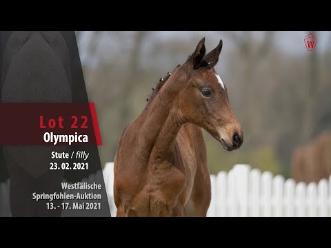 Springfohlen-Auktion 13. - 17. Mai Lot 22  Origi D'O   Cassini II Schnitt 01