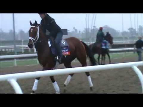 Breeders' Cup 2012 Morning Works