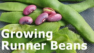 How to Grow Runner Beans from Seed, in Plastic Bags and Pots in Gardens & Balconies