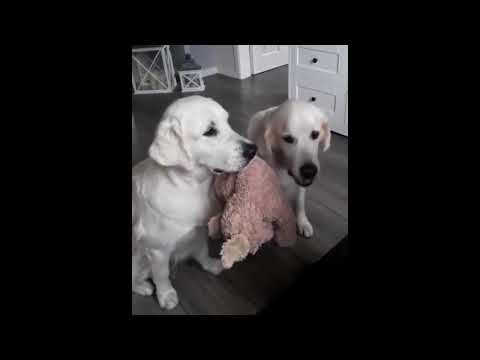 Cute Dogs and Cats Video Vines