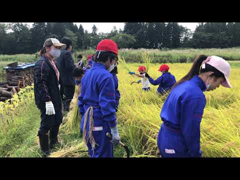 上越教育大学付属小学校（新潟県上越市）の児童が妙高市で稲刈りを体験