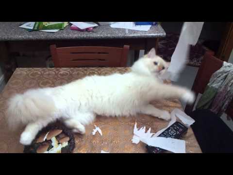 ALLEVAMENTO GATTI SIBERIANI LE TERRE SELVAGGE Arwen e i fazzolettini di carta