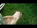 Как открыть капот на Тойоте Авенсис.