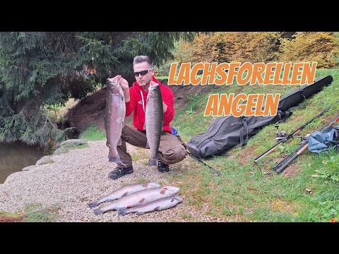 Ein Tag am Forellensee-Biss auf Biss!#Lachsforellen #forelle #angeln 