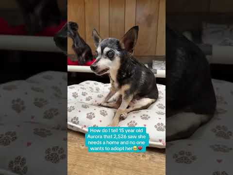 Can you help our rescue dogs⁉️🥺Link in our bio🫶 #amazon #rescuedog #chihuahua #shelter #florida