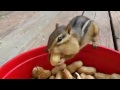 Squirrels eating nuts (Cyklobuzna) - Známka: 2, váha: střední