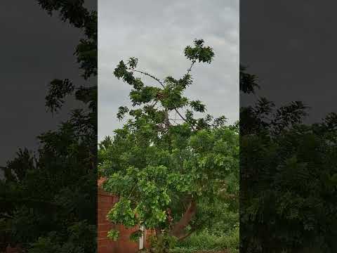 MANHÃ DIA 03/02/26: CORONEL MURTA!