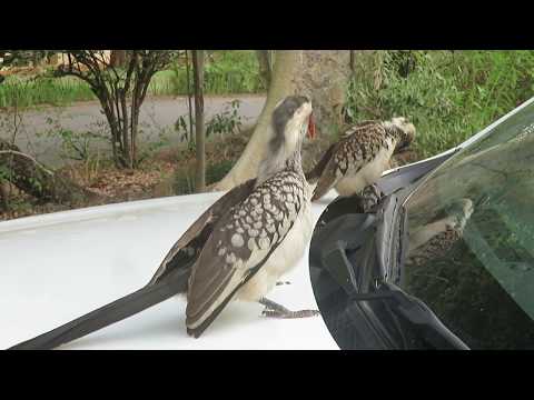 Hornbill Attack, Kruger NP, South Africa