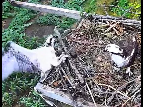 Arboretum Ospreys MN. 08 07 22 at 626am Resident osprey chick fell off the nest again this morning