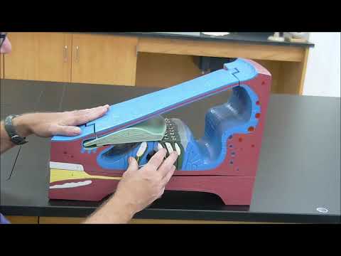 Cochlear Duct and Organ of Corti Model