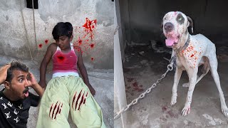 Bully Dog 🐕 Hamla Shahmeer 😱