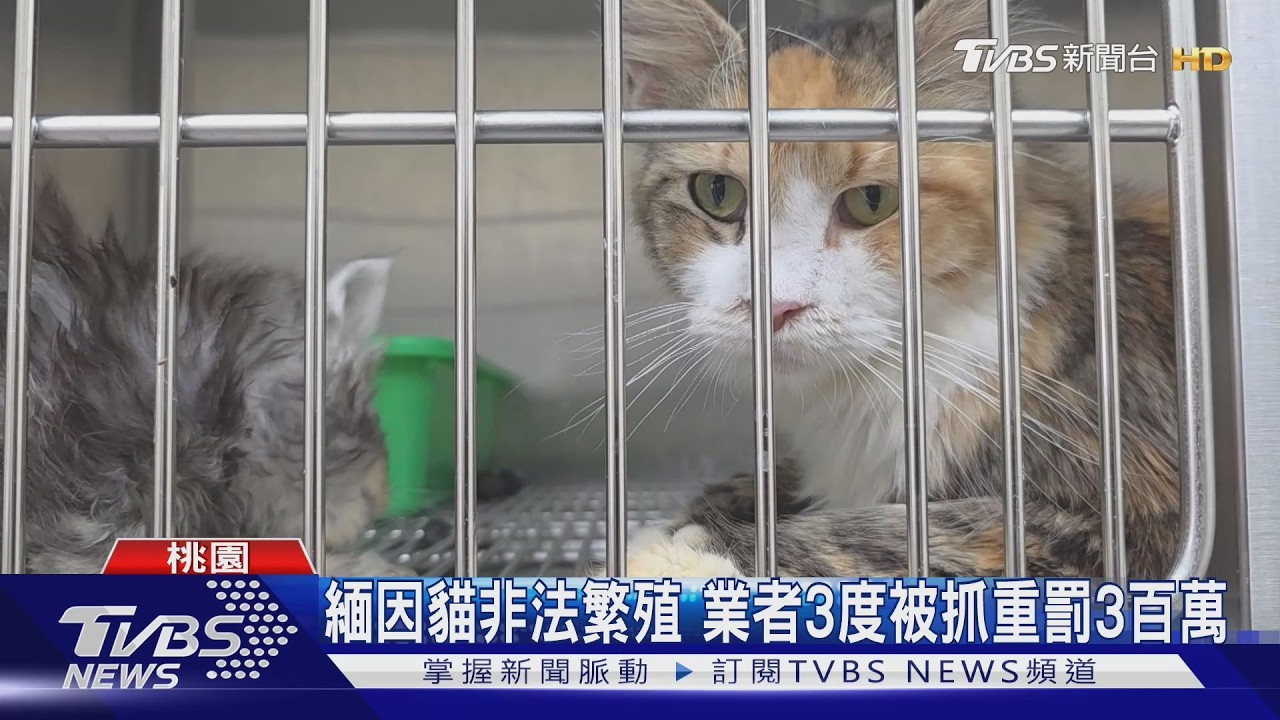 影音／中壢非法繁殖場「34隻緬因貓」獲救！　業者遭重罰300萬