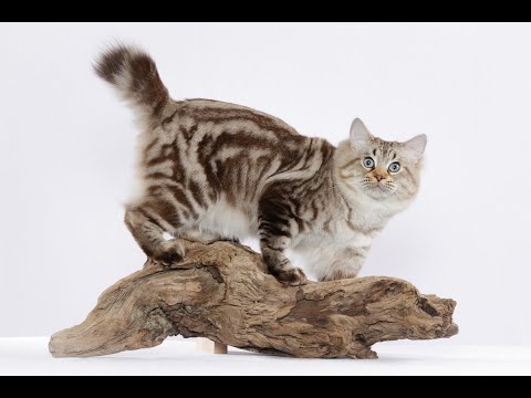 Bobtail cats Кошки Бобтейл 밥 테일 고양이