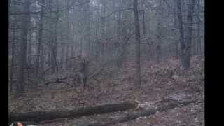 preview picture of video 'DeweysBlind com The Bucks of 2014   The Movie   Trail Cam Pictures rev01 10 28 14'