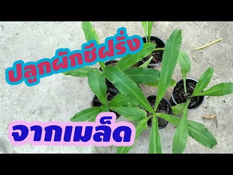 2 ใช้ใน SDA ความอ่อนแอ ระยะเอเชียน้อย