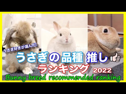 ミニウサギ、ドワーフウサギ、おもちゃのウサギの品種