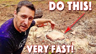 How To Remove A Tree Stump. Quickest and Easiest Method!