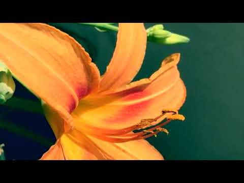 🍀 Beautiful & Elegant Lilium Flower 🍀#garden #views #flowers #blooming #nature