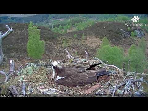 Slo-mo rapid bird flypast of the Loch Arkaig Osprey nest at 6pm 11 May 2020