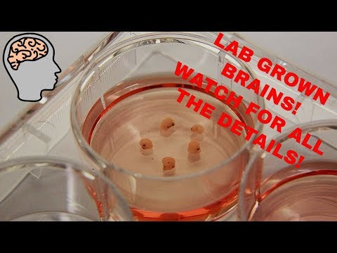 Mini Human Brain Grown In Lab (2019)
