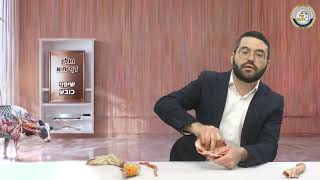 🐮 מסכת חולין בהמחשה חיה! דף י"ח ע"א: שיפוי כובע - פרק 11 🧐 | הרב שמעון אופן בהמחשה ויזואלית