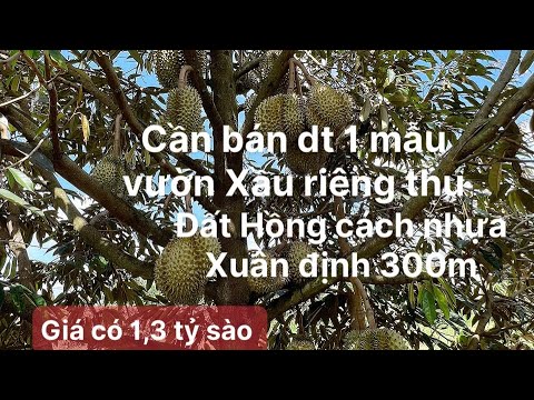 bán  đất .xã bảo bình dt 1 mẫu. Đất đỏ đất Hồng. vườn xầu riêng thu nhập. Mt trên 80m cách nhựa 300m