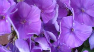 Melody Gardot   - Our Love is easy -