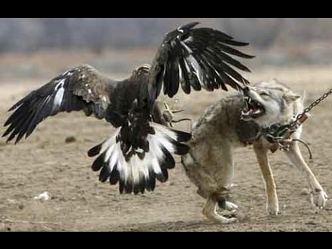 download lagu mp3 mp4 African Eagle, download lagu African Eagle gratis, unduh video klip African Eagle