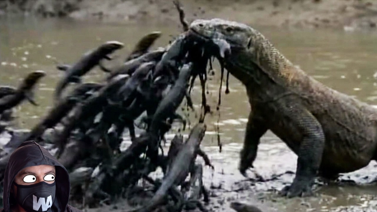 Animales Que Intentaron Matar Al Varano De Komodo