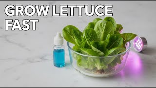 Fresh LETTUCE Harvested Using Hydroponics