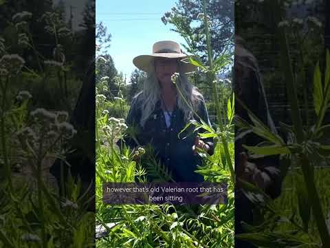 Valerian is one of the strongest calming herbs we work with, often used for sleep, anxiety, tension,