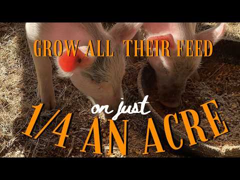 How to Feed Pigs Without the Feed Store | Grow 100% of Their Feed on Your Homestead WITHOUT Scraps!